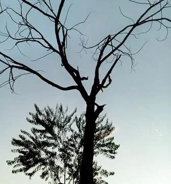Tree Stems And Blue Sky In The Evening Stock Photos
