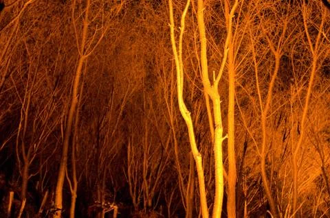 Tree stems at night Stock Photos