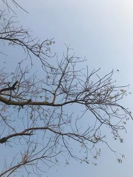 Tree stems in sky view Stock Photos