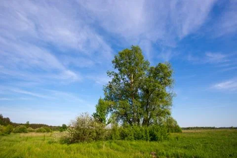 Tree in steppe Stock Photos