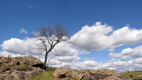 Tree in steppe swaying on a wind Stock Footage 90334300
