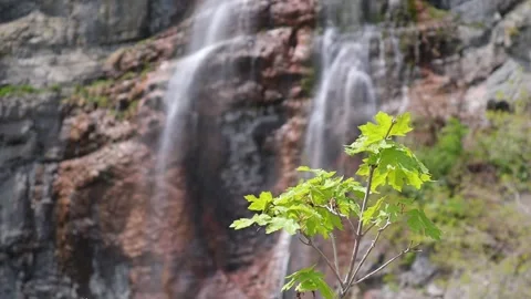Tree at Stewart Falls Stock Footage