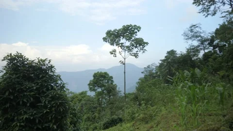 A tree sticks out of a field in the forest, in Darjeeling, India Stock Footage 194461159