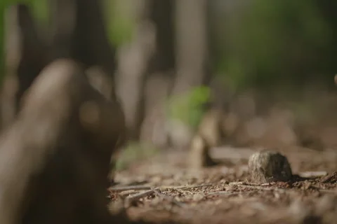 Tree stomp 2 Stock Footage 278057737