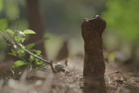 Tree stomp Stock Footage 278019872