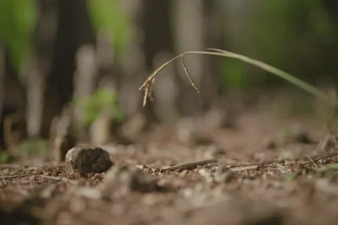 Tree stomps Stock Footage 278020341