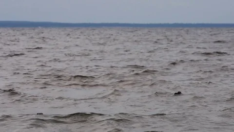 Tree stomps in the sea with waves and horizon Video stock 77128268