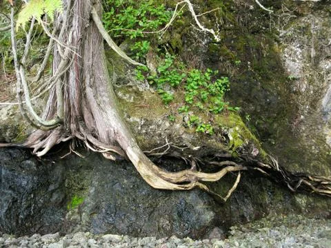 Tree on stone Stock Photos