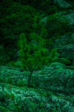 A tree in stone Stock Photos