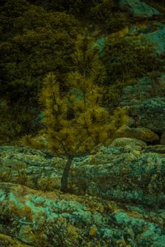 A tree in stone portrait Stock Photos