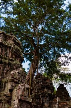 Tree on stone temple Ta Prohm Stock Photos