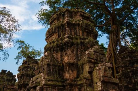 Tree on stone temple Ta Prohm Stock Photos