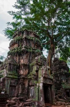 Tree on stone temple Ta Prohm Stock Photos