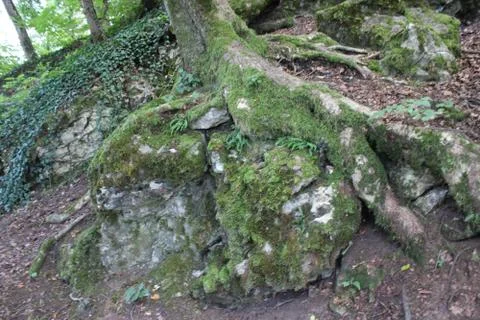 Tree with stone underneath Stock Photos