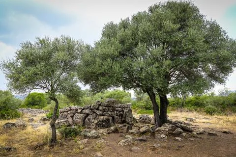 A tree with a stone wall in front of it Stock Photos