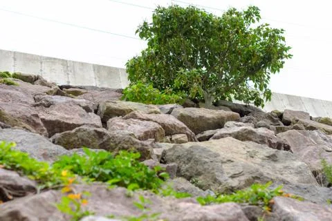 A tree in the stone wall Stock Photos
