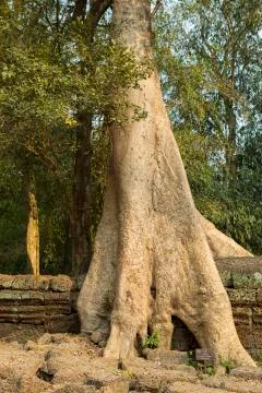 Tree on stone wall of Prasat Ta Prohm Temple in Angkor Thom Stock Photos