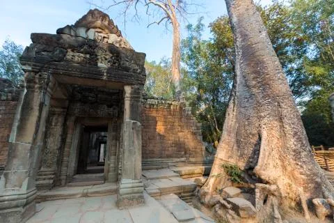 Tree on stone wall of Prasat Ta Prohm Temple in Angkor Thom Stock Photos