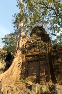 Tree on stone wall of Prasat Ta Prohm Temple in Angkor Thom Stock Photos