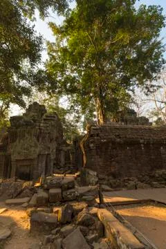 Tree on stone wall of Prasat Ta Prohm Temple in Angkor Thom Stock Photos
