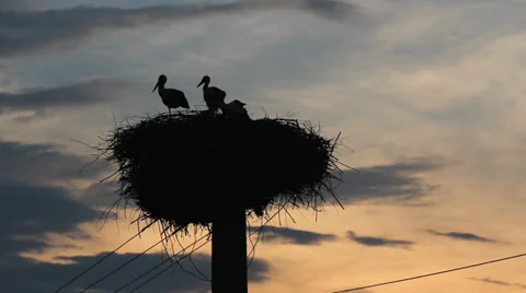 Tree storks silhouettes rest in the straw nest at sunset  Stock Footage 32516228