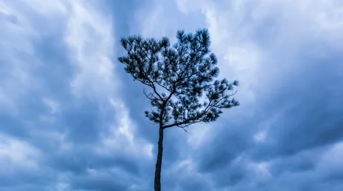 Tree with storm clouds behind timelapse Stock Footage 55387279