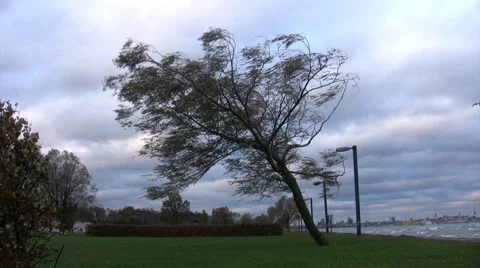 Tree storm on the coast Video stock 884400
