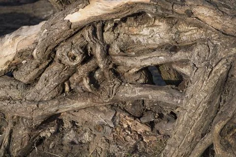 Tree storm damage Fotos Stock