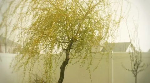 Tree in storm Video stock 7758726