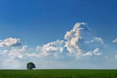 Tree before the storm Stock Photos