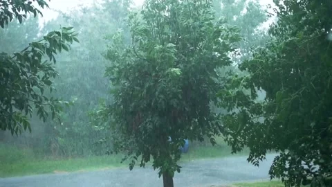 Tree in storm in Slow Motion Stock Footage 195301946