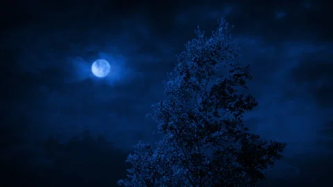 Tree On Stormy Night With Moon Above Stock Footage 314348001
