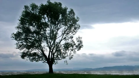 Tree in stormy wind at Lake Balaton Stock Footage