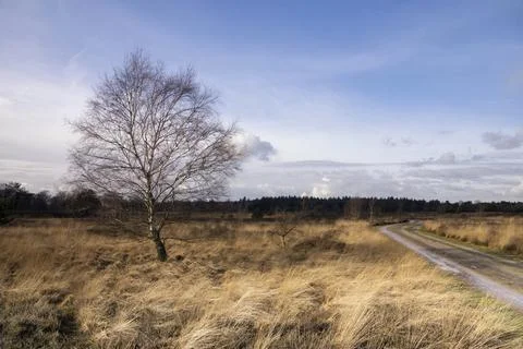 Tree on the Strabrechtse Heide Foto stock