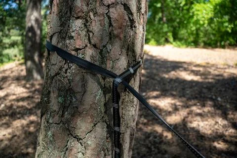 Tree Strap Securing Slackline Around Pine Trunk in Sunlit Forest Park for O.. Stock Photos