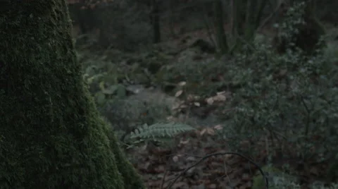 Tree to Stream Video stock 44282830