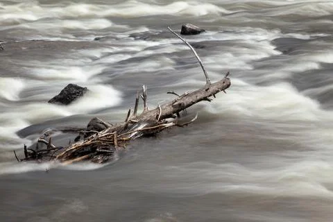 Tree in stream Stock Photos