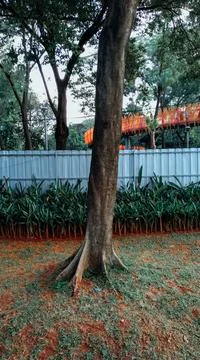Tree on the street Stock Photos