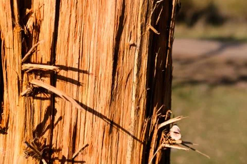 Tree stripped of bark and beautiful texture, background.Wooden texture. Natur Stock Photos