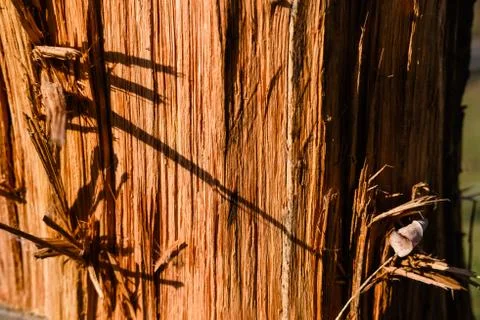 Tree stripped of bark and beautiful texture, background.Wooden texture. Natur Stock Photos