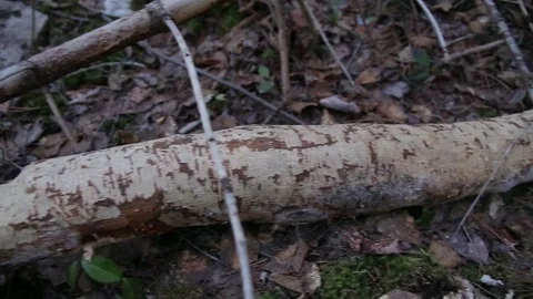 Tree Stripped of Bark from Beaver 스톡 동영상 79588652