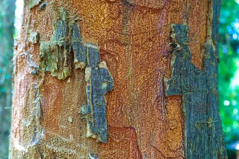 A tree with stripped bark close up Stock Photos