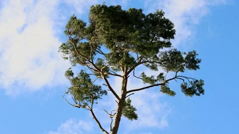 A tree in a strong storm 4k 30fps video Stockbeeldmateriaal 297262620