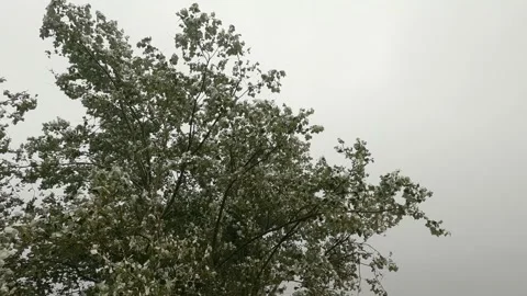 Tree in strong wind and rainy weather Vidéo 160499750