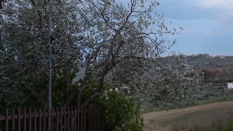 A Tree in a strong Wind on a cloudy day Stock-Footage 99102347