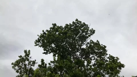 Tree in a strong wind on cloudy day. 4K 60fps Stock Footage 252937690