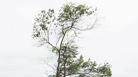 Tree in strong wind slow motion shot Stock Footage 92169984