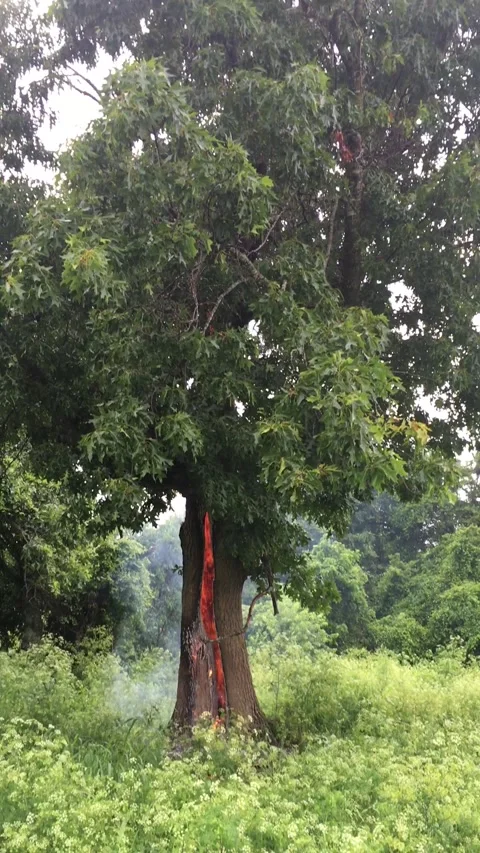 Tree Struck by Lightning - 12 Jun 2016 Vídeo Stock 205309546