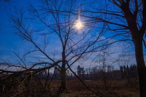 Tree struck by lightning in the evening sun Foto stock