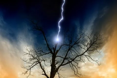 Tree struck by lightning Illustrazione stock